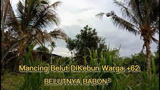 BELUT BABON DIPERKEBUNAN WARGA +62