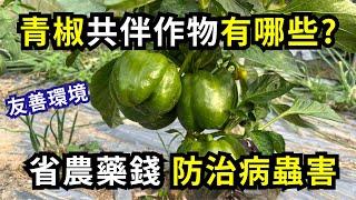 青椒共伴(共榮)作物防治病蟲害怎麼做?省農藥錢和友善環境的有機防治方法 | 阿星種植