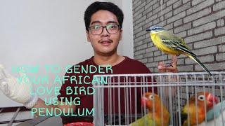 HOW TO GENDER YOUR AFRICAN LOVE BIRDS USING PENDULUM