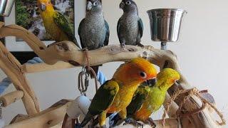 Sunday Conure and Turquoise Green Cheek Conure Play Time