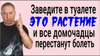 Заведите ЭТО РАСТЕНИЕ в туалете - из дома уйдёт порча, а вы перестанете болеть