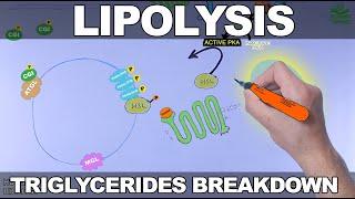 Lipolysis Pathway | Triglycerides Breakdown