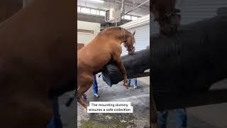 Breeding  horses