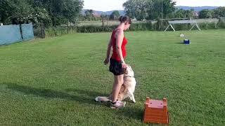 Hundetraining: Einblick ins Rally Obedience Training | So trainieren wir