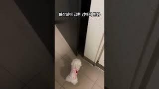 (632만뷰!!)화장실이 급한 강아지 #강아지 #말티푸 #멍미르 #화장실 #short #shorts #shortvideo