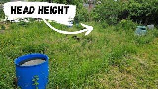 Crazy Overgrown ALLOTMENT Transformation | New Plot Taken On And Cut Down | Allotment Episode 1