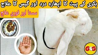 Goat Stomach Bloat Treatment | Bakri Ke Aphara ka Jald Ilaj - G 4 Goats