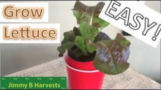 Growing Lettuce in a Solo Cup?!