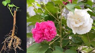 Cách nhân giống hoa phù dung bằng cành | Hibiscus mutabilis |  Confederate Rose