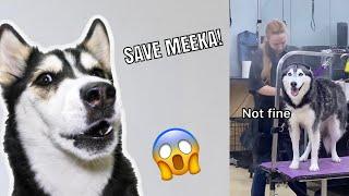 Talking Husky Reacts To MEEKA THE HUSKY!