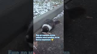 Кормлю новенького котика #рекомендации #гулькевичи 