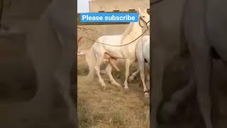 Horse Mating Lover animals Lover animals Lover   Copy 2