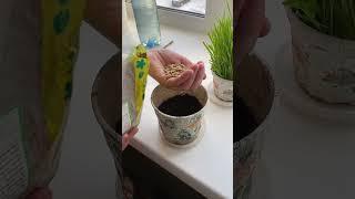 Три недели травка для кота остается зеленой и сочной.