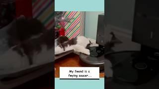 Funny Cats: Cat Compilation #shorts