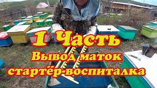 ДЛЯ НАЧИНАЮЩЕГО МАТКОВОДА, КАК СДЕЛАТЬ СТАРТЁР ДЛЯ ВЫВОДА МАТОК от А до Я. 1 Часть.