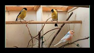 Siberian Bullfinch Mutations