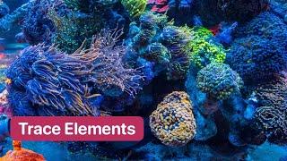 Using Trace Elements To Bring Out Color In Corals