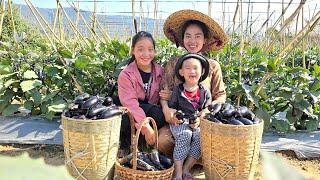 Harvesting eggplant with Sua: Complete 100% bamboo kitchen | Ly Phuc Huyen