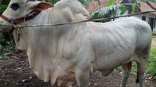 Sapi Peranakan Ongole Kekar Seperti Ada Crossing Belgian blue