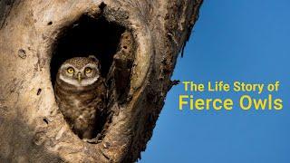 Uncovering the Secret Lives of Owls!- Life Story of Owls! Hidden Beauty- BHR Natural Beauty