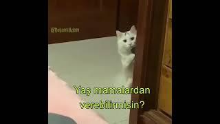 El Harekerleriyle Konuşan Kedi 