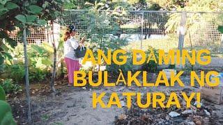 BUHAY BUKID/ ANG DAMING BULAKLAK NG KÀTURAY/ ENJOY ANG MGA BATUTA SA BUKID/ LovelaceVLOG