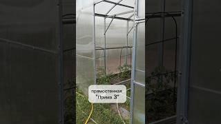 Прямостенная теплица для высокорослых томатов @Teplici  #теплица