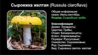 Сыроежка желтая (Russula claroflava)