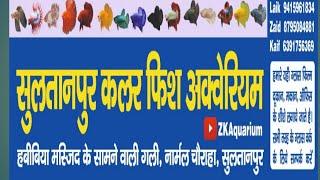 Sultanpur Me Sultanpur Colour Fish Aquarium Shop jane ka rasta#ZK Aquarium#