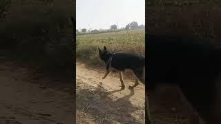 Jarman Seprad Dog for best Dog in india #pitbullfacts #amazingfacts  #youtube #gj.08dog