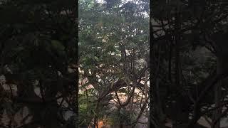 Best sweet and peaceful cuckoo music for morning meditation !