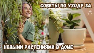 Советы по уходу за новыми растениями в доме / Причины стресса растений / Профилактика болезней