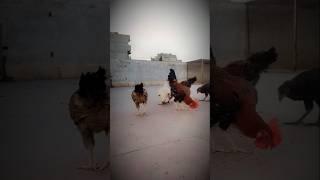black misri aseel ghum gai  bht dhunda nhi mili  #aseel #dehati #birds #aseellovers #hatching