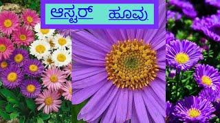 ಆಸ್ಟರ್ ಹೂವಿನ ಬಗ್ಗೆ ಈ ವಿಷಯಗಳೆಲ್ಲ ನಿಮಗೆ ಗೊತ್ತಿದಿಯೇ ? How to grow Aster flower plant?🪴
