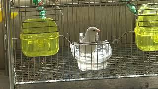 ΜΠΑΝΑΚΙ ΜΕ ΜΗΛΟΞΥΔΟ....CANARY CLEANING WITH APPLE VINEGAR