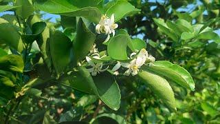 Floracion de inducción forzada de limon persa