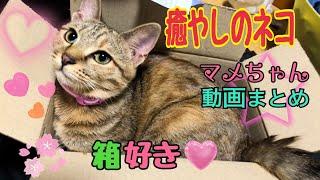 【癒やしのペット】猫の〝マメ〟ちゃん〜仔猫から成長しました【猫動画まとめ】