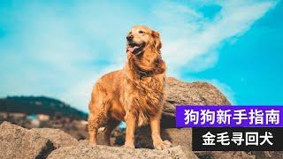 狗狗新手指南：饲养金毛寻回犬的完整指南