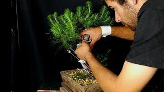 primer diseño de pino carrasco bonsai regalo de un suscriptor