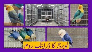 Most Beautiful Lovebirds Breeding Room tour | state of the art Aviary design