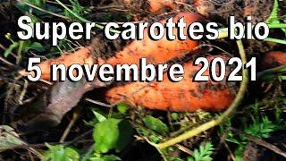 Superbe récolte de carottes bio au jardin potager