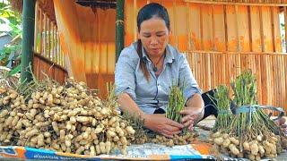 Best peanut season: Journey from underground to LY XUAN DAN house