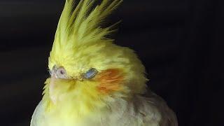 Music for Your Cockatiel | Sounds to Relax Your Cockatiels