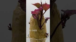 237 days in 42 seconds - Sweet potato