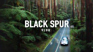 Black Spur Vlog