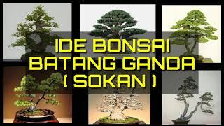 Ide Bonsai Batang Ganda Sokan