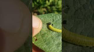 Soybeans leaves are yummy!