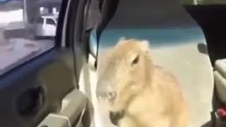 Ok I pull up hop out at the after party you and all your friends (capybara)