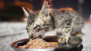 When I fed a hungry kitten, I desperately ate it and spoiled it