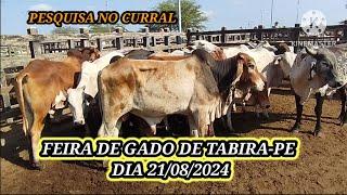 Feira de Gado de Tabira-PE / Preços no Curral dia 21/08/2024